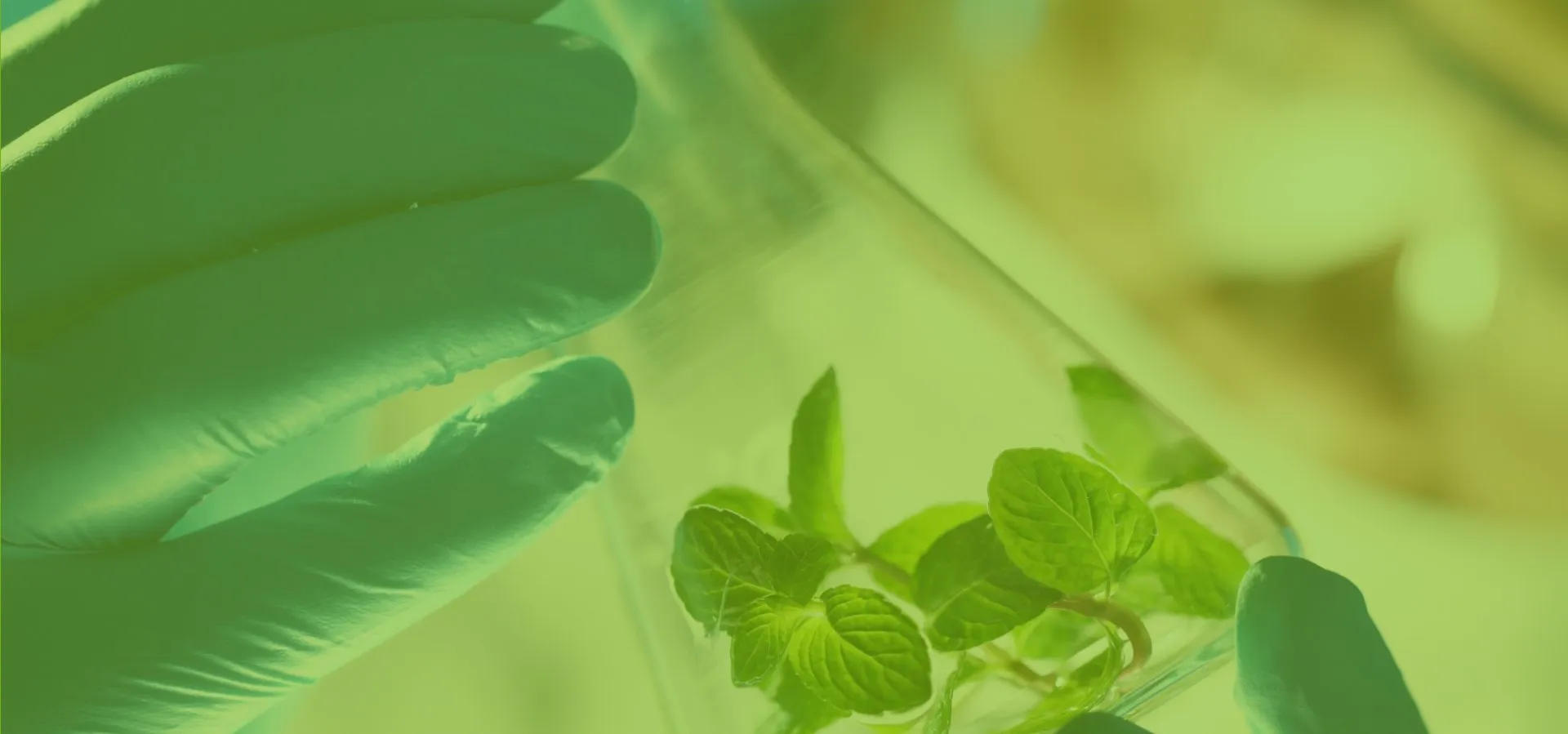 Aminoácidos y derivados para cultivo celular