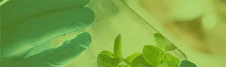 Aminoácidos y derivados para cultivo celular